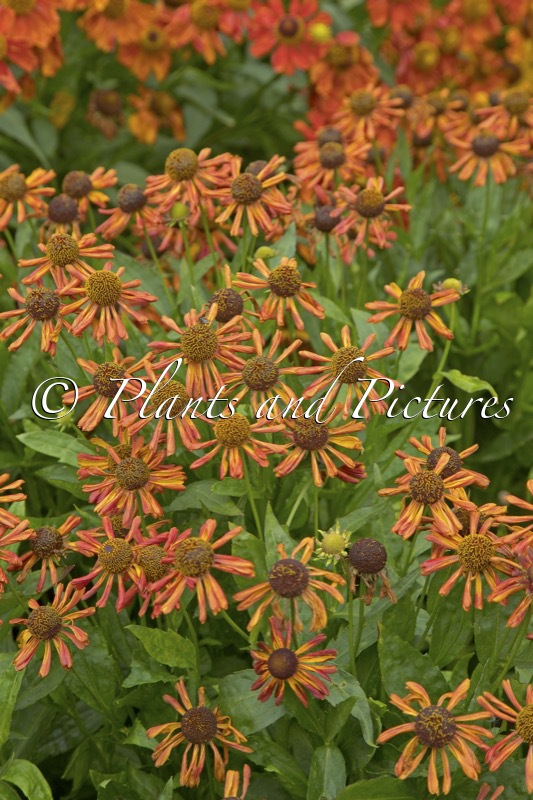 Helenium ‘Loysder Wieck’