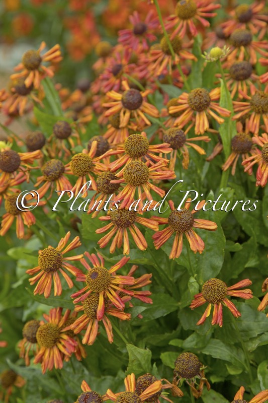 Helenium ‘Loysder Wieck’