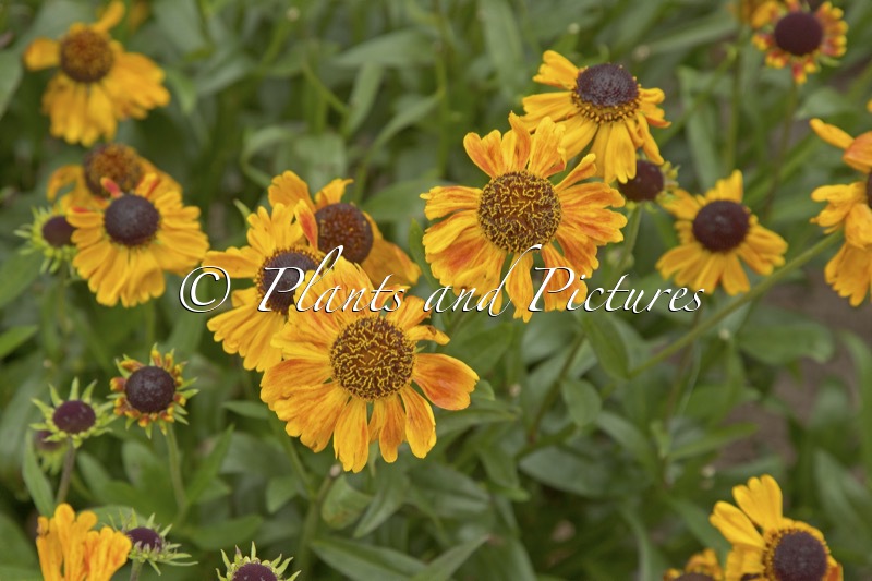 Helenium ‘Carmen’ (UFO SERIES)