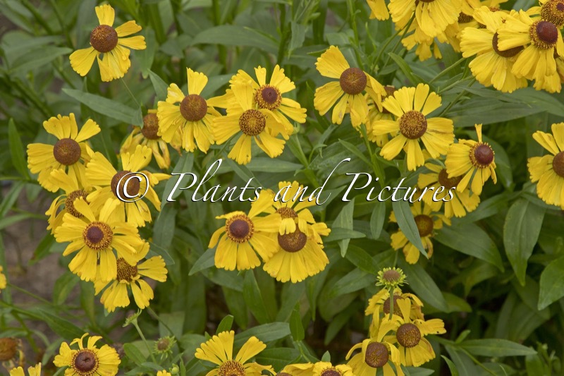 Helenium ‘Wesergold’