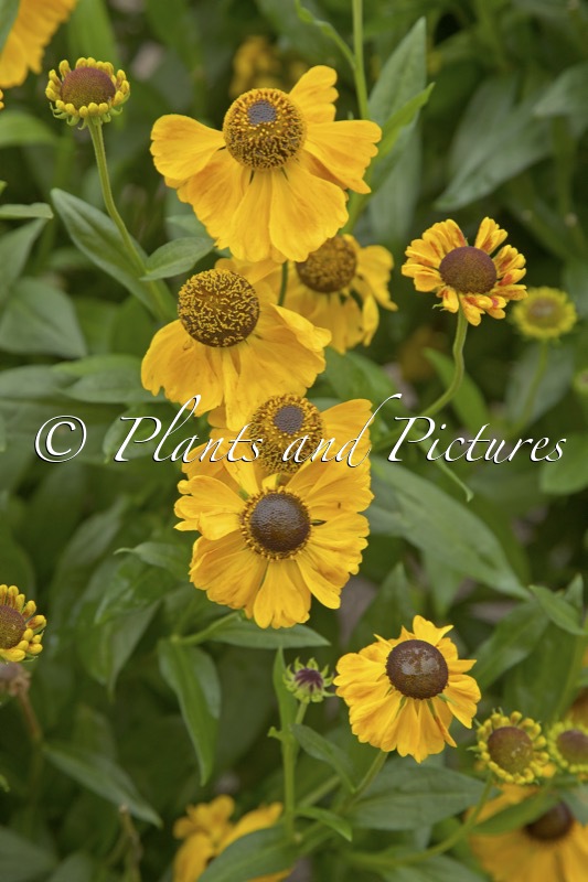 Helenium ‘El Dorado’