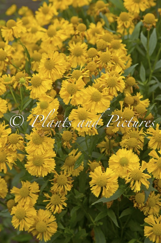 Helenium ‘Double Trouble’