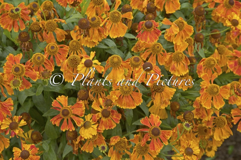 Helenium ‘Waltraut’