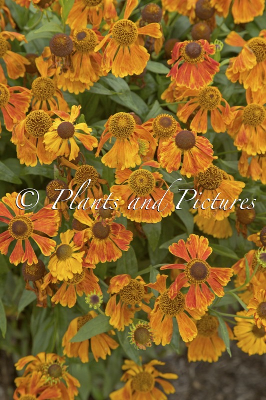 Helenium ‘Waltraut’