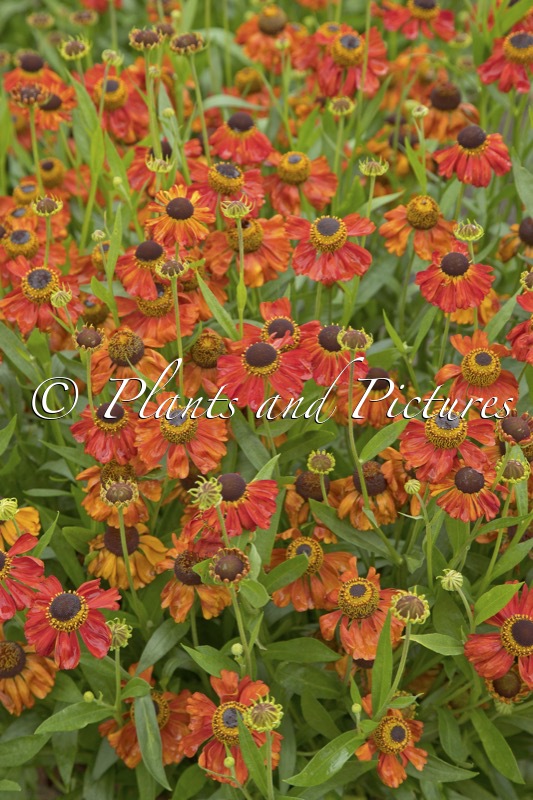 Helenium ‘Red Army’