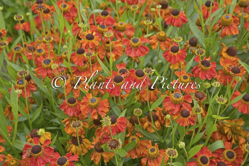 Helenium ‘Red Army’