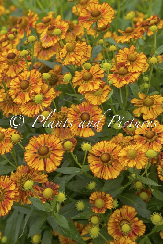 Helenium ‘Can Can’