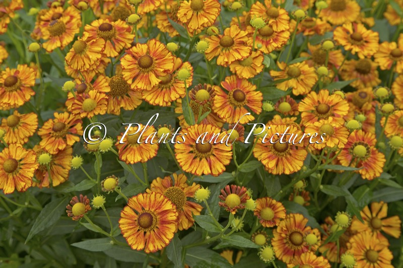 Helenium ‘Can Can’