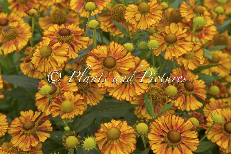 Helenium ‘Can Can’