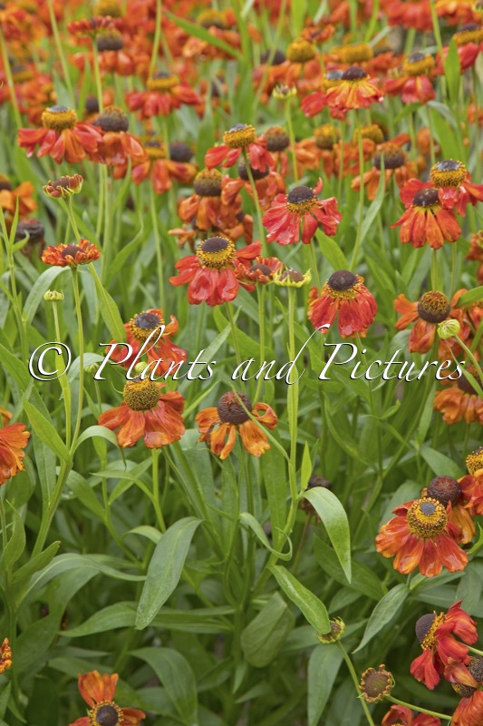 Helenium ‘Meranti’