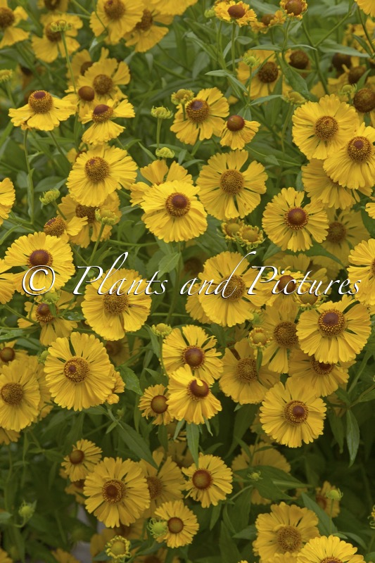 Helenium ‘Blütentisch’