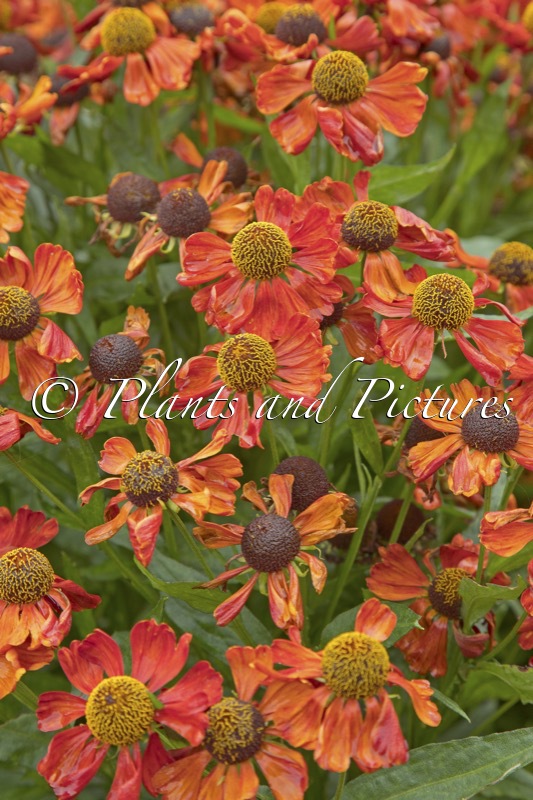 Helenium ‘Sophie zur Linden’