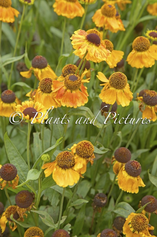 Helenium ‘Helbro’ (MARDI GRAS)