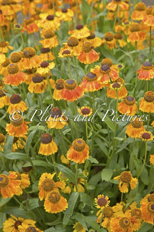 Helenium ‘Helbro’ (MARDI GRAS)
