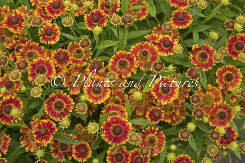 Helenium ‘Bandera’