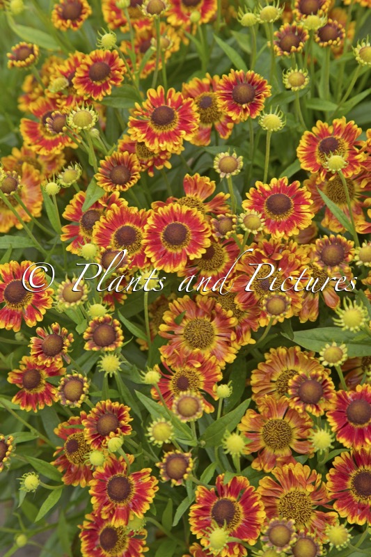 Helenium ‘Bandera’