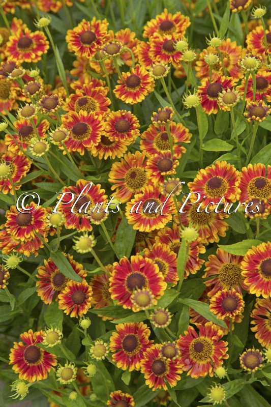 Helenium ‘Bandera’