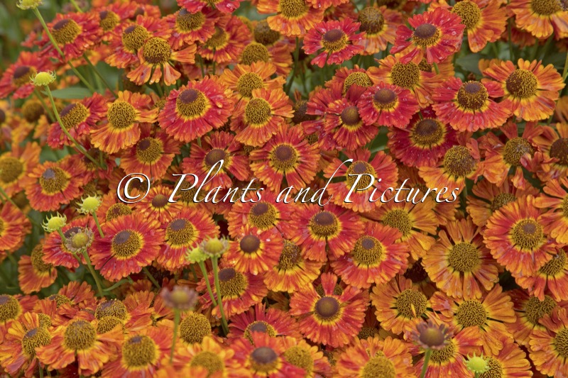 Helenium ‘Salsa’