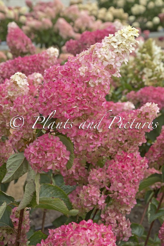 Hydrangea paniculata ‘Renba’ (BERRY WHITE; FRAISE MELBA)