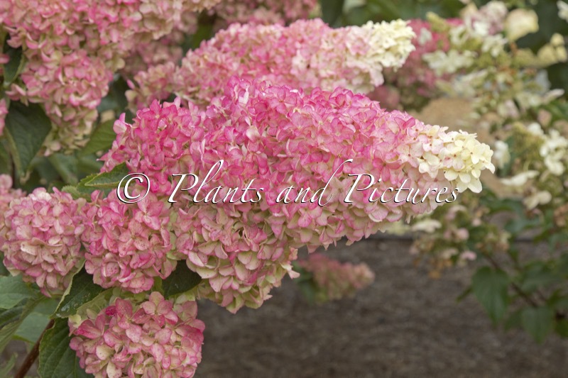 Hydrangea paniculata ‘Renba’ (BERRY WHITE; FRAISE MELBA)