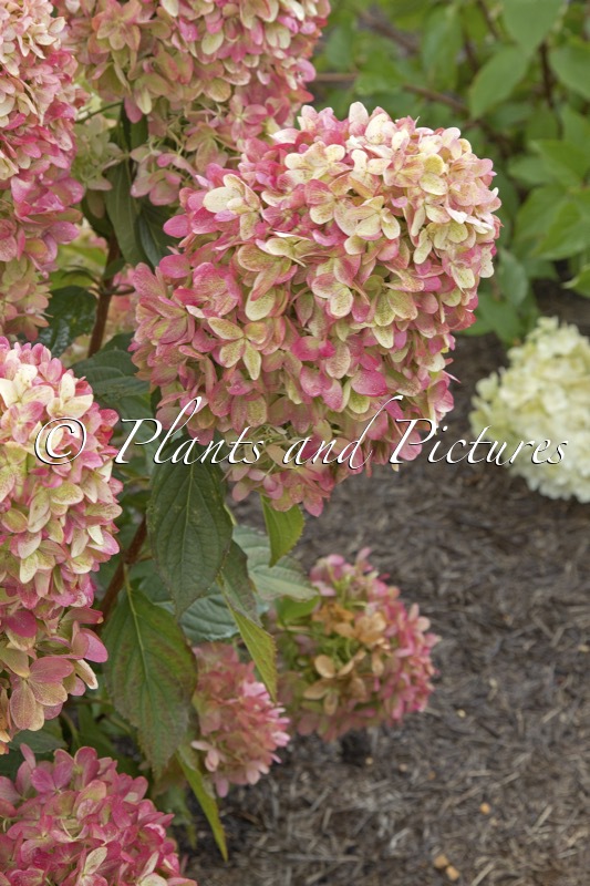 Hydrangea paniculata ‘ROU201406’ (GRAFFITI)