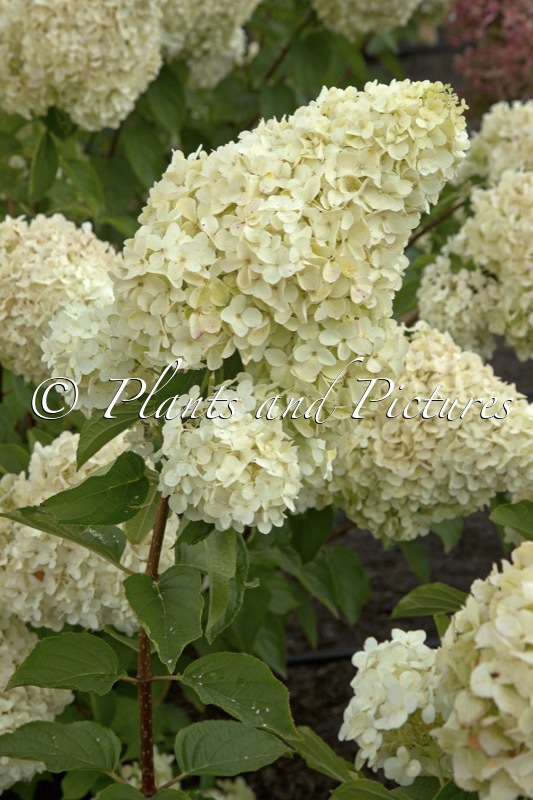 Hydrangea paniculata ‘Polar Bear’