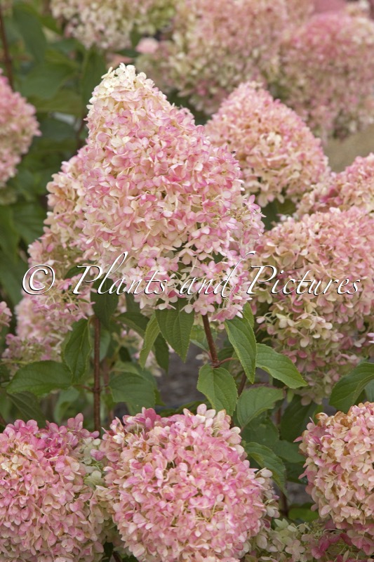 Hydrangea paniculata ‘SMHPPINKA’ (PINKACHU)