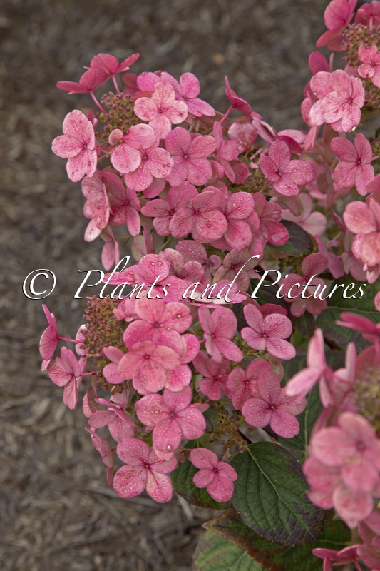 Hydrangea paniculata ‘SMHPLQF’ (LITTLE QUICK FIRE)