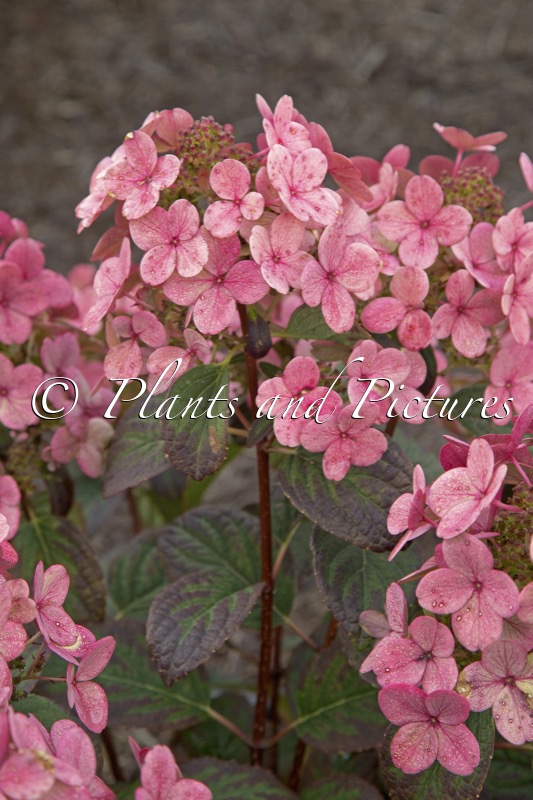 Hydrangea paniculata ‘SMHPLQF’ (LITTLE QUICK FIRE)