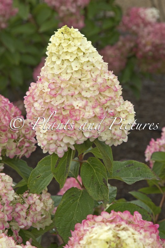 Hydrangea paniculata ‘LC NO15’ (LIVING COLOURFUL COCKTAIL)