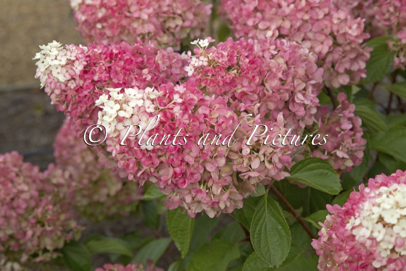 Hydrangea paniculata ‘LC NO19’ (LIVING RED VELVET)
