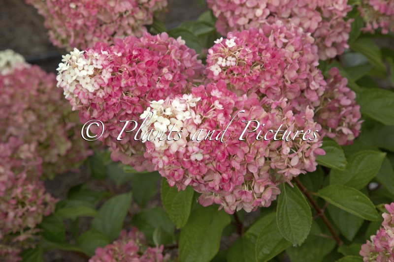 Hydrangea paniculata ‘LC NO19’ (LIVING RED VELVET)
