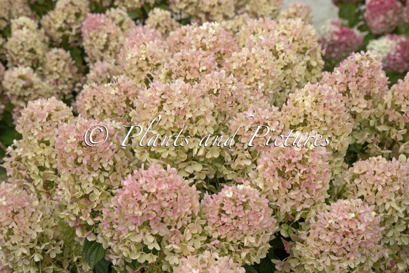 Hydrangea paniculata ‘LC NO17’ (LIVING MILK & HONEY)