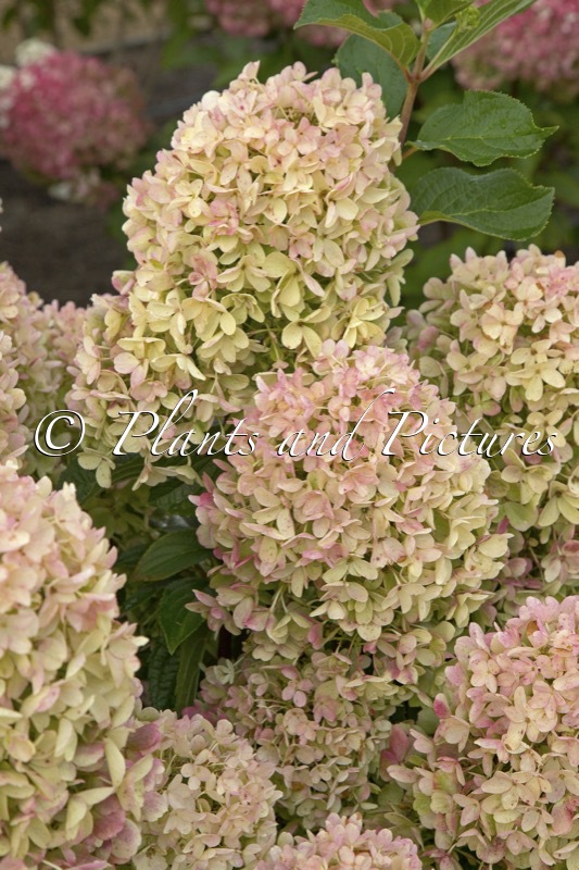 Hydrangea paniculata ‘LC NO17’ (LIVING MILK & HONEY)
