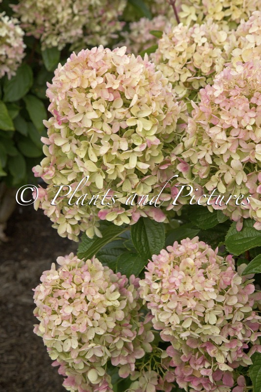 Hydrangea paniculata ‘LC NO17’ (LIVING MILK & HONEY)