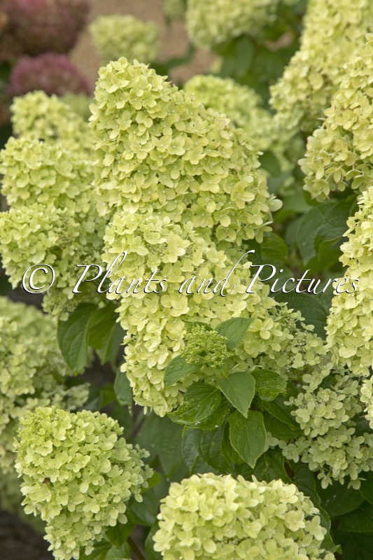 Hydrangea paniculata ‘LC NO18’ (LIVING LITTLE PASSION)