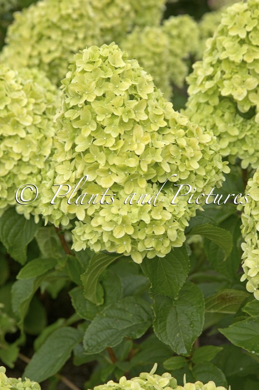Hydrangea paniculata ‘LC NO18’ (LIVING LITTLE PASSION)