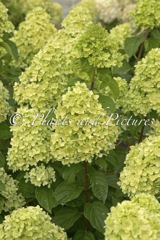 Hydrangea paniculata ‘LC NO18’ (LIVING LITTLE PASSION)