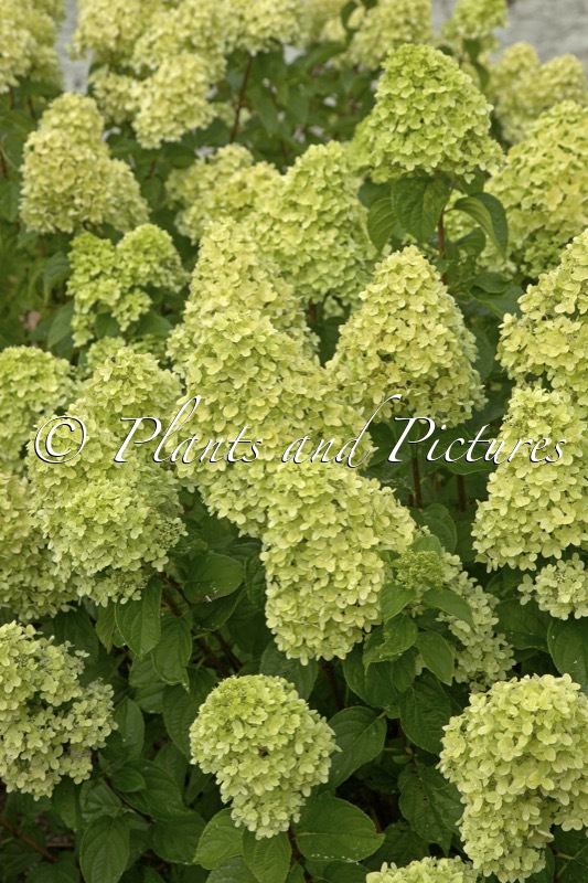Hydrangea paniculata ‘LC NO18’ (LIVING LITTLE PASSION)