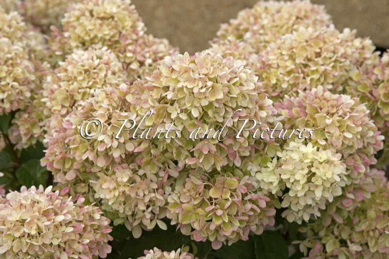 Hydrangea paniculata ‘HYLV17520’ (PINKLIGHT)