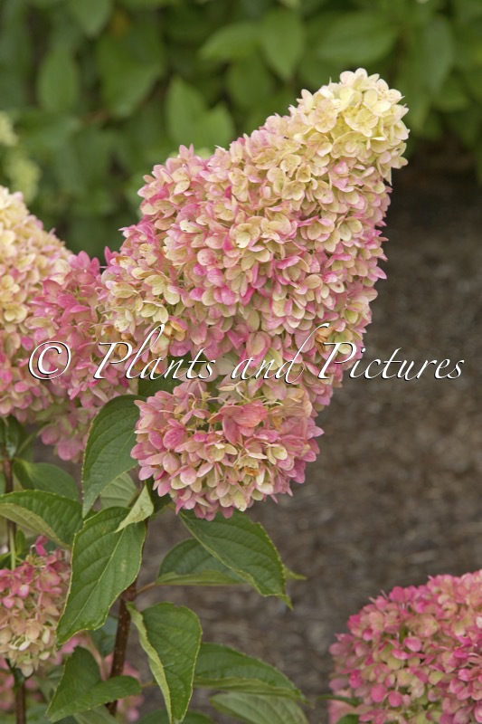 Hydrangea paniculata ‘HYLV17522’ (REDLIGHT)