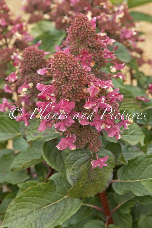 Hydrangea paniculata ‘LC NO9’ (LIVING INFINITY)