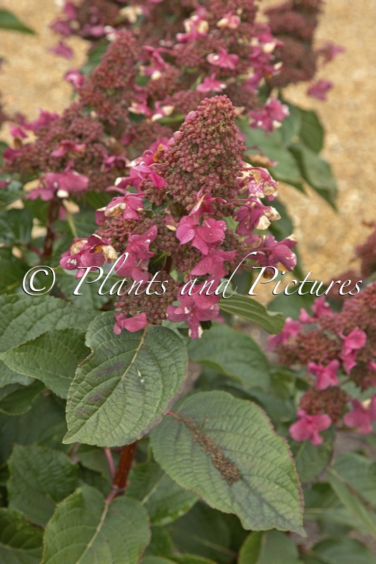 Hydrangea paniculata ‘LC NO9’ (LIVING INFINITY)