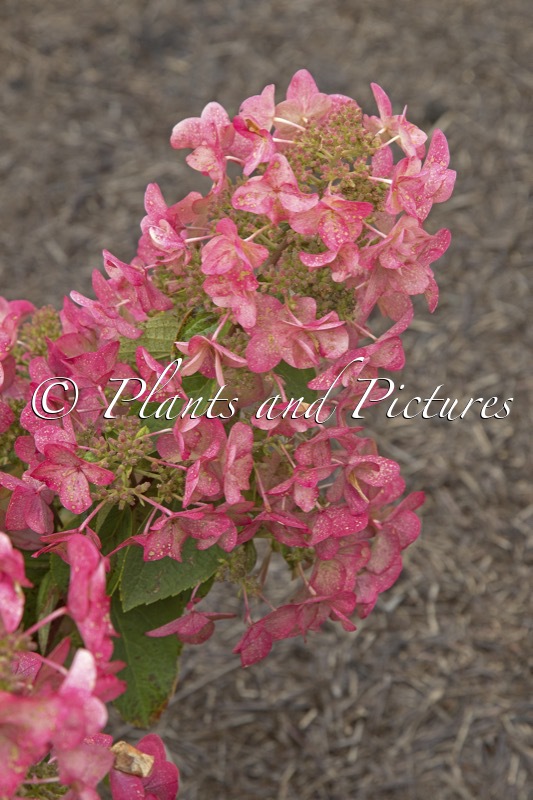 Hydrangea paniculata ‘Ilvomindy’ (MEGA MINDY)