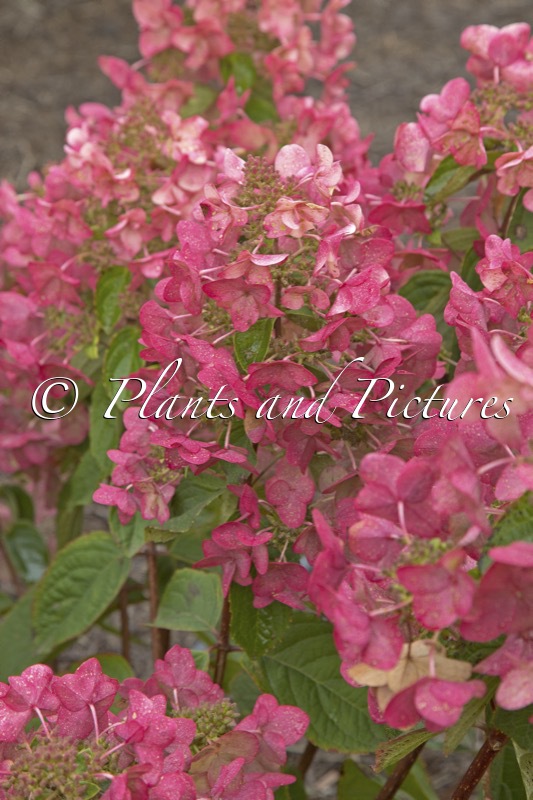 Hydrangea paniculata ‘Ilvomindy’ (MEGA MINDY)