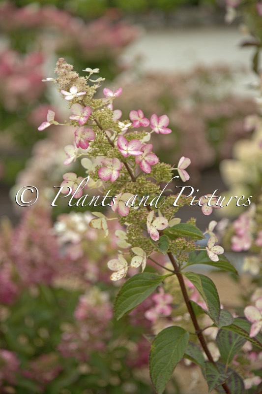 Hydrangea paniculata ‘Garnet’