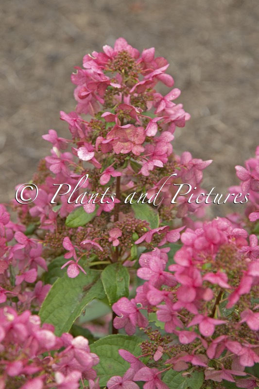 Hydrangea paniculata ‘Bokratorch’ (EVERLASTING FLAME; MAGICAL FLAME)