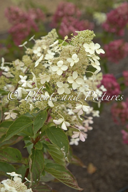 Hydrangea paniculata ‘Big Ben’