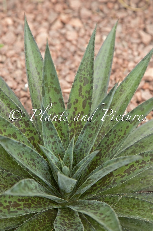Agave maculata