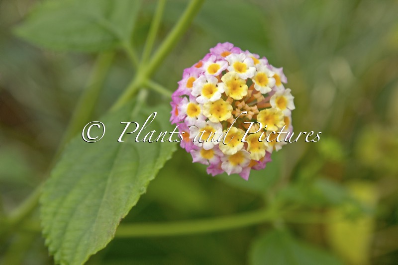 Lantana camara ‘Feston Rose’